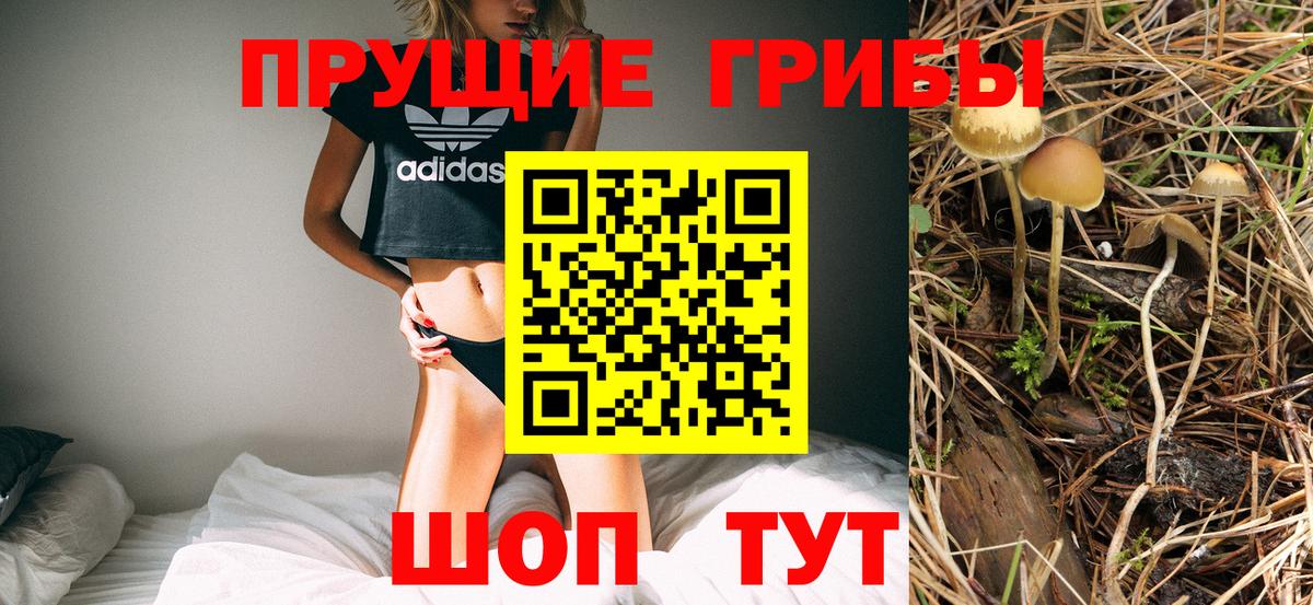 Галлюциногенные грибы Psilocybine cubensis Элиста